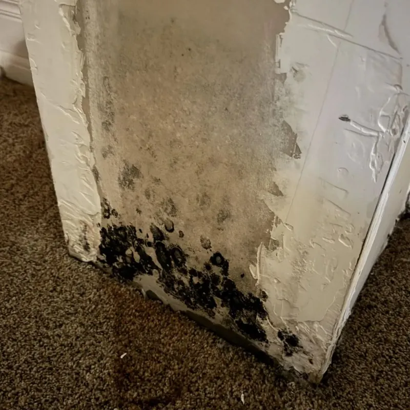 Professional Mold Removal in Kaneohe, HI